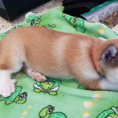 Norwegian Lundehunds from Sakari Kennels