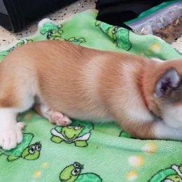 Norwegian Lundehunds from Sakari Kennels