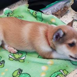 Norwegian Lundehunds from Sakari Kennels