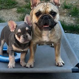 Karma - French Bulldog