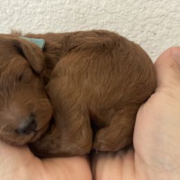 Poodle Puppies from Teton Poodles