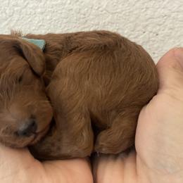 Poodle Puppies from Teton Poodles
