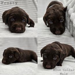 Frosty - Blue Collar - Chocolate male Labrador Retriever puppy in Boyd, Minnesota from Lindley Labradors