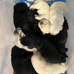 Labrador Retriever Puppies from Niall’s Labrador Retrievers