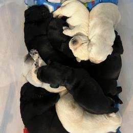 Labrador Retriever Puppies from Niall’s Labrador Retrievers