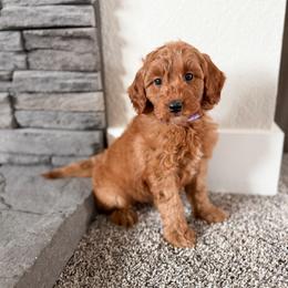 Maple - Red  female Goldendoodle puppy in Billings, Montana from Montana Raised Doodles