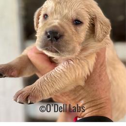 Marley - Yellow male Labrador Retriever puppy in Sullivan, Missouri from O’Dell Labs