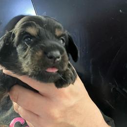 Tulip-Girl 1 - Black and tan female Dachshund puppy in Bigfork, Minnesota from Dachshunds Up North