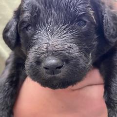 Terrence - Black male Pyredoodle puppy in Prescott, Washington from Washington Pyredoodles