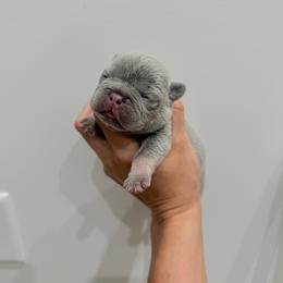 Chase - Tricolors male French Bulldog puppy in Huron, Ohio from The French Bulldog Collective