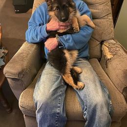 German Shepherd Puppies from Silver Knight Shepherds
