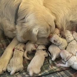 Kenai - Light golden female Golden Retriever puppy in Payette, Idaho from Stonewick Retrievers