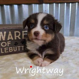 Bay - Red tri female Miniature Australian Shepherd puppy in Dowagiac, Michigan from Wrightway Wigglebutts
