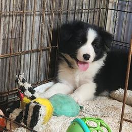 Trinket - Black and white female Border Collie puppy in Ocala, Florida from Oddity Kennels