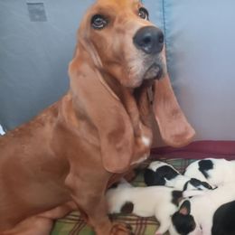 Grits - Basset Hound