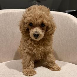 Boy 2 AKC Runt Bones - Apricot male Poodle puppy in Lees Summit, Missouri from Divine K9s LLC