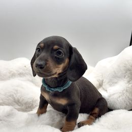Blue - Blue and tan male Dachshund puppy in Goodyear, Arizona from AZ Royal Doxies llc