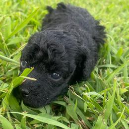 BF1 - Black female Poodle puppy in Bee Branch, Arkansas from Scroggins Creek Doodles