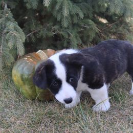 Cardigan Welsh Corgi Puppies from Rowe Family