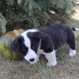 Cardigan Welsh Corgi Puppies from Rowe Family