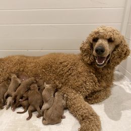 Indie - Apricot female Poodle puppy in Modesto, California from Central Valley Canine Companions