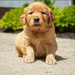 Zinnia - Golden female Golden Retriever puppy in Saint Joe, Indiana from Golden Acres Farm