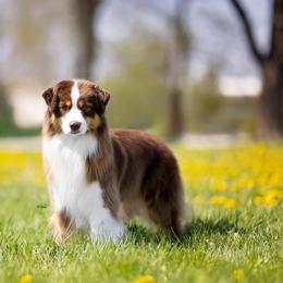 Ember - Miniature American Shepherd