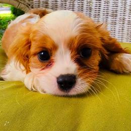 Leo - Blenheim male Cavalier King Charles Spaniel puppy in Watsontown, Pennsylvania from Huntsman Cavaliers