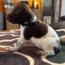 Butch - Liver and white male German Shorthaired Pointer puppy in Georgia from CMC Farms