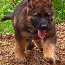 Male 1 - Sable male German Shepherd puppy in Ann Arbor, Michigan from Von Der Havier German Shepherds