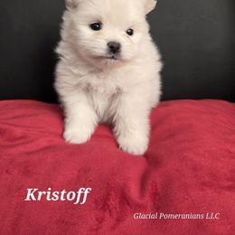 Kristoff - White male Pomeranian puppy in Cornville, Arizona from Glacial Pomeranians