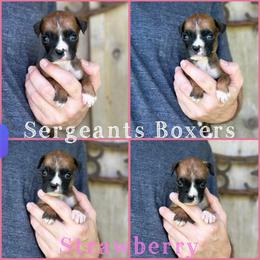 Strawberry - Fawn female Boxer puppy in Madisonville, Texas from Sergeant's Boxers