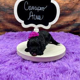 Dorthy - Black female Poodle puppy in Lancaster, Missouri from Cavapoo Acres