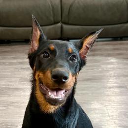 Pink - Black and rust female Beauceron puppy in Floyd’s Knobs, Indiana from Birdwing Beaucerons