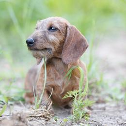 Crimson-Wire - Brindle female Dachshund puppy in Auxvasse, Missouri from Above Par Kennels