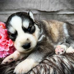 Jay - Sable and white male Siberian Husky puppy in Union Grove, Alabama from Southern Siberian Life