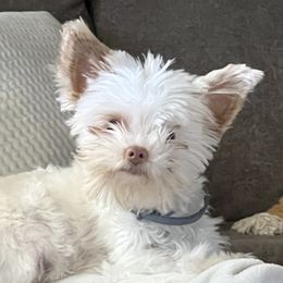 Cammie - Yorkshire Terrier
