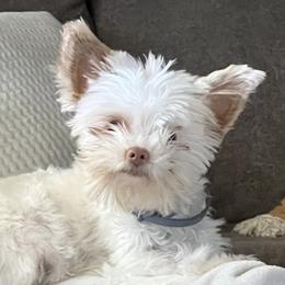 Cammie - Yorkshire Terrier