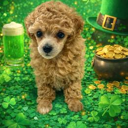 HP Purple - Cream female Poodle puppy in Benson, North Carolina from A Bundle of Love