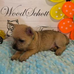 Sprout (Mr Green) - Cream male Cairn Terrier puppy in Savannah, Missouri from WoodSchott Cairn Terriers