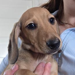 Maevis's cream smooth boy - Cream male Dachshund puppy in Declo, Idaho from Dozendachs
