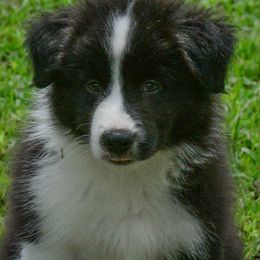 Border Collie Puppies from Shorewind Border Collies