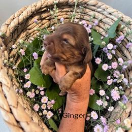 Ginger - Chocolate and tan female Dachshund puppy in Homosassa, Florida from Foxies Doxies