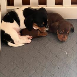 Chocolate and Tan Girl - Chocolate and tan female Dachshund puppy in Moundville, Missouri from Edgewood Acres Miniature Longhair Dachshunds