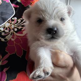 Maverick - White male Pomeranian puppy in St. Louis, Missouri from Saint Louis Pomeranian babies