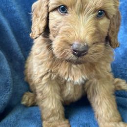 Max - Apricot male Aussiedoodle puppy in Lowville, New York from Adirondack Labradoodles
