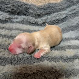 Ee cream or red - Cream male Dachshund puppy in Carthage, Texas from Rafter C Ranch Doxies