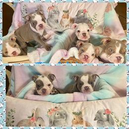 Bulldogs from Ropes n' Wrinkles English Bulldogs