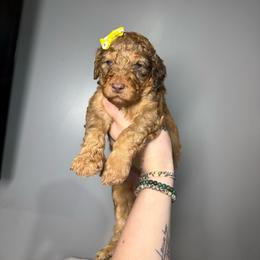 Amber - Merle female Goldendoodle puppy in Howard City, Michigan from Doodles and Chaos