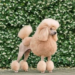 Romeo - Poodle